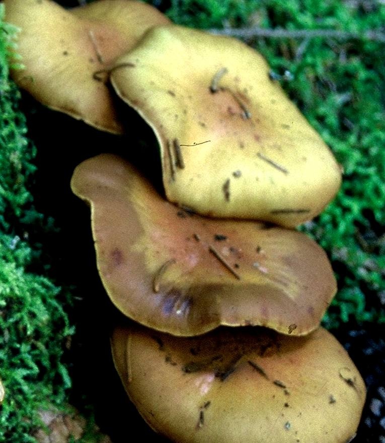 Cortinarius subhygrophanicus
